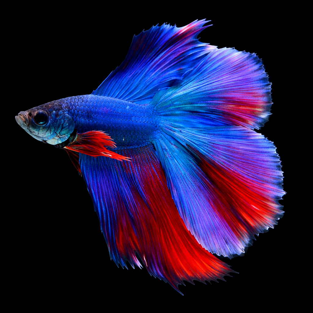 சிலந்தி மீன்